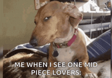 a picture of a dog with the caption " me when i see one mid piece lovers : "