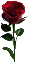 a single red rose with green leaves is against a white background