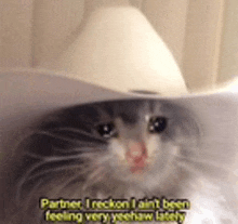 a cat wearing a cowboy hat with the words partner i reckon i ain t been feeling very yeehaw lately