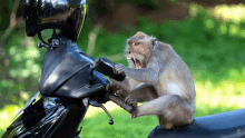 a monkey is sitting on a motorcycle with a helmet on it