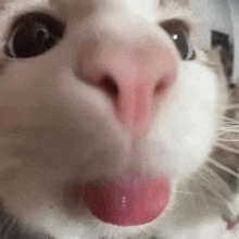 a close up of a white cat 's nose with its tongue sticking out .