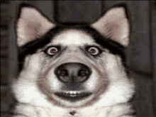 a husky dog is making a funny face with its mouth open and red eyes .