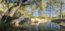 a pond in the middle of a forest with trees and rocks