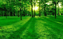 the sun is shining through the trees in a park and casting a shadow on the grass .