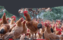 a large flock of chickens with red crests are standing around a feeder