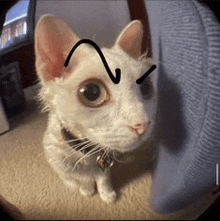 a white cat with a black arrow drawn on its forehead is sitting on the floor .