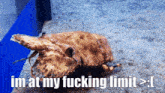 a picture of a crab with the caption im at my fucking limit >