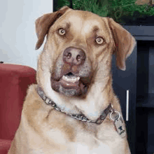 a brown dog with a chain around its neck is sitting in front of a tv .