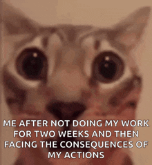 a cat with a caption that says me after not doing my work