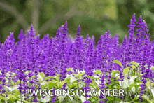 a field of purple flowers with wisconsin wnter written above them