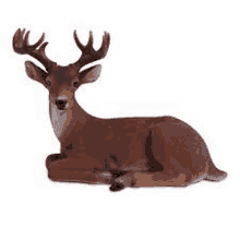 a deer is laying down on a white surface .