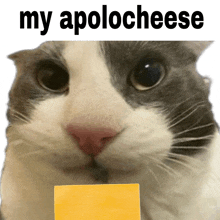 a cat holding a piece of cheese with the caption my apolocheese above it