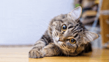 a cat laying down on a wooden floor looking up at the camera