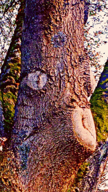 a close up of a tree trunk that looks like a bear 's face