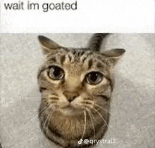 a cat is looking up at the camera with a caption that says `` wait i 'm goated '' .