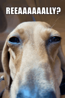 a close up of a dog 's face with the caption " reeaaaally "