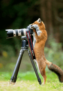 a fox stands on its hind legs holding a canon camera