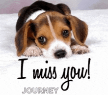 a beagle puppy is laying on a white blanket with the words `` i miss you ! ''