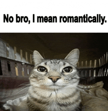 a cat in a cage with the words no bro i mean romantically