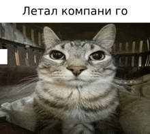 a cat is looking at the camera with a foreign language caption