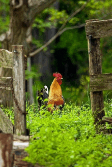 a rooster is standing in the grass behind a fence