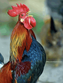 a rooster with a red comb and blue feathers is standing in front of a green background