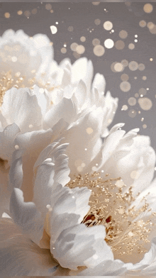 a close up of a white flower with gold sparkles in the background