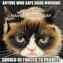 a grumpy cat says good morning and should be forced to prove it