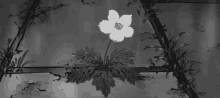 a black and white drawing of a flower on a wall