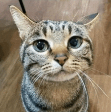 a cat with blue eyes is looking up at the camera .