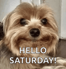 a picture of a dog with the words hello saturday written on it