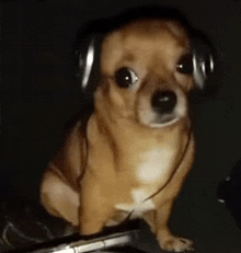 a small brown dog wearing headphones is sitting on a couch .