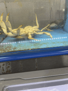 a crab is laying on its back in a glass container