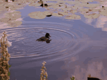 a duck is swimming in a pond with lily leaves