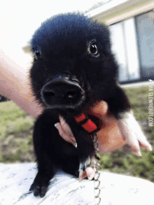 a small black pig with a red collar is being held by a person