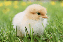 a small chicken is standing in the grass looking at the camera