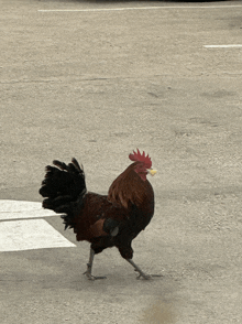 a rooster with a yellow beak is walking across the street