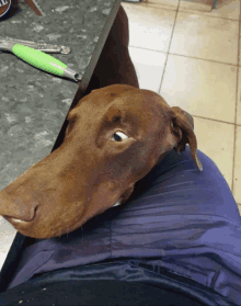 a brown dog laying on a person 's lap with a green knife on the counter