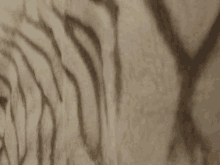 a close up of a tiger 's fur shows the texture of the fur