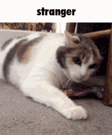 a calico cat is laying on the floor next to a chair with the word stranger written above it .