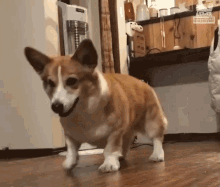 a brown and white dog is standing on a wooden floor in a room with the word collective on the bottom right corner