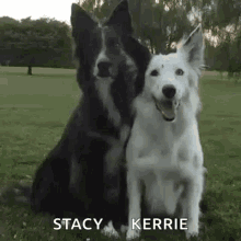 two dogs , a black and white border collie , are sitting next to each other in the grass .