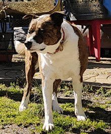 a brown and white dog wearing a red collar stands in front of a barrel that says " made in italy "