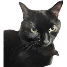 a close up of a black cat with yellow eyes on a white background