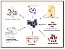 a diagram showing different types of cells and the word cancer at the center