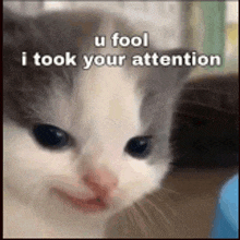 a gray and white cat with a caption that says `` u fool i took your attention ''