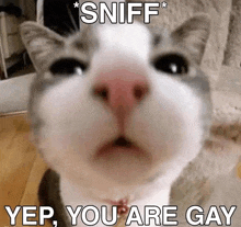 a close up of a cat 's face with the words `` sniff yep you are gay '' written on it .