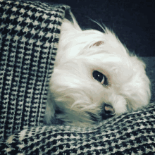 a small white dog is laying under a black and white blanket