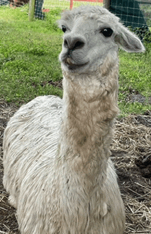 a close up of a white llama standing in a field