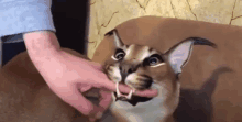 a person is petting a cat on a couch with their finger in its mouth .